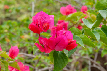 Fototapeta premium Pink bougainvillea bracts with small white flowers, vibrant tropical vine blooming against green foliage in garden setting.