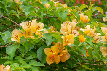 Fototapeta premium Bougainvillea plant with apricot bracts and glossy foliage, lush tropical background, decorative climber for patio, balcony and outdoor design concepts.