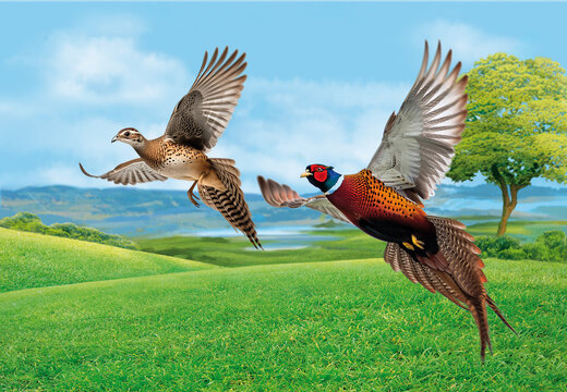 faisans , gibier, chasse, chasser, oiseau, volant, vol, ciel, ailes, nature, bec, sauvage