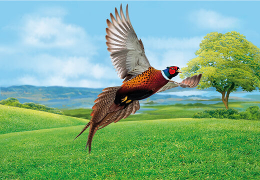 faisans , gibier, chasse, chasser, oiseau, volant, vol, ciel, ailes, nature, bec, sauvage