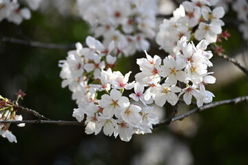 Naklejka premium 桜