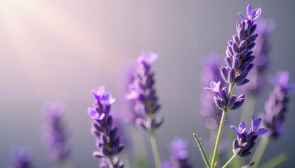 Fototapeta premium Lavender Blossoms in Soft Pastel Light – Delicate Purple Flowers Background