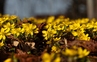 Ranniki zimowe (Eranthis hyemalis) kwitnące w lesie na tle suchych liści, zwiastuny wiosny © mycatherina