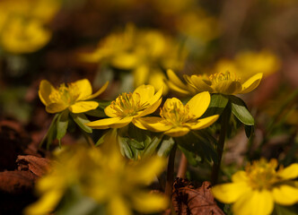 Ranniki zimowe (Eranthis hyemalis) kwitnące w lesie na tle suchych liści, zwiastuny wiosny © mycatherina