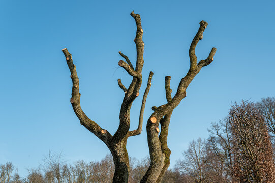 Heavily pruned pollard tree standing against blue sky