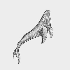 Humpback Whale Dotwork Stipple Vector Illustration © java86