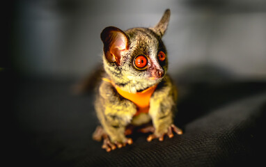Fototapeta premium Small cute big eyes bush baby exotic pet 