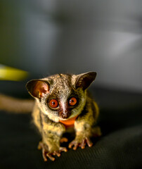 Fototapeta premium Small cute big eyes bush baby exotic pet 