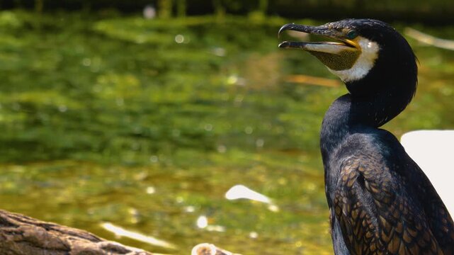 Close up of cormorant head standing on a branch beside a pond on a sunny day in spring