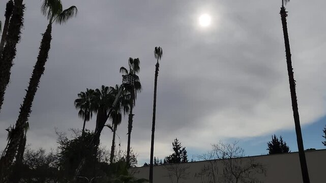 A worker use a crane to prune towering palm trees under a hazy sun, while a tractor trailer waits below to haul away the heavy piles of cut fronds