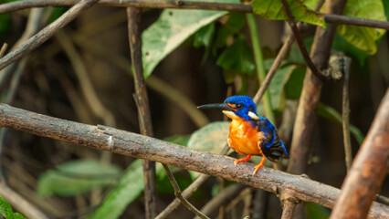 A blue-eared kingfisher perches on a branch among tangled twigs and green leaves.