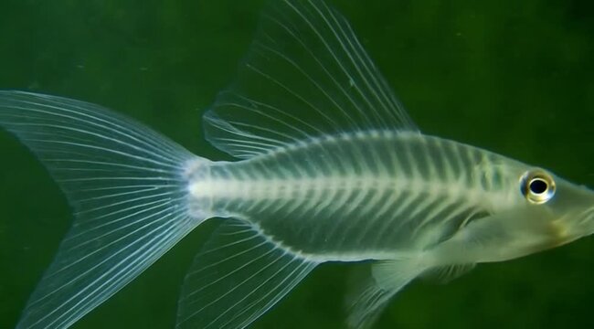 Exotic aquatic wildlife and biology macro concept.
