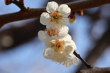 Japanese plum blossoms with many stamens