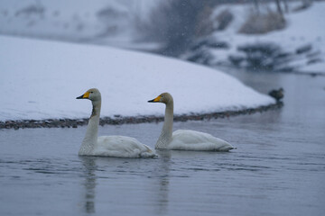 Obraz premium Whooper swan in the snow, Aomori Prefecture, Japan