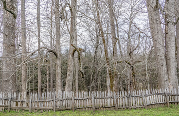 Fototapeta premium A fence is in front of a forest with trees