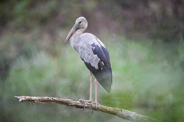 Asian Openbill stork (Anastomus oscitans) perched on a tree branch with soft green blurred background. The large wading bird features pale grey plumage, black wings, long pink legs, and a distinctive 
