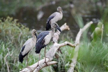 Fototapeta premium Asian Openbill stork (Anastomus oscitans) perched on a tree branch with soft green blurred background. The large wading bird features pale grey plumage, black wings, long pink legs, and a distinctive 