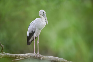 Fototapeta premium Asian Openbill stork (Anastomus oscitans) perched on a tree branch with soft green blurred background. The large wading bird features pale grey plumage, black wings, long pink legs, and a distinctive 