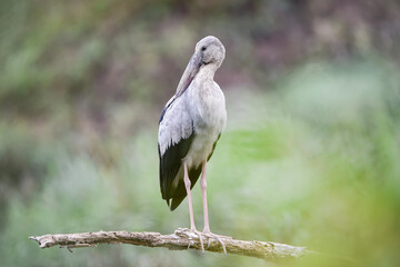 Fototapeta premium Asian Openbill stork (Anastomus oscitans) perched on a tree branch with soft green blurred background. The large wading bird features pale grey plumage, black wings, long pink legs, and a distinctive 