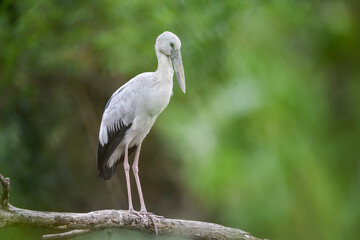Fototapeta premium Asian Openbill stork (Anastomus oscitans) perched on a tree branch with soft green blurred background. The large wading bird features pale grey plumage, black wings, long pink legs, and a distinctive 