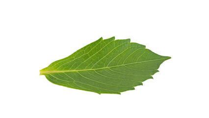 Fototapeta premium ダリアの葉 マクロ撮影 背景透過PNG