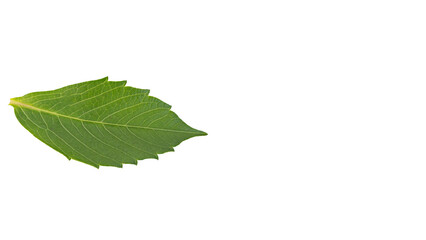 ダリアの葉 マクロ撮影 背景透過PNG