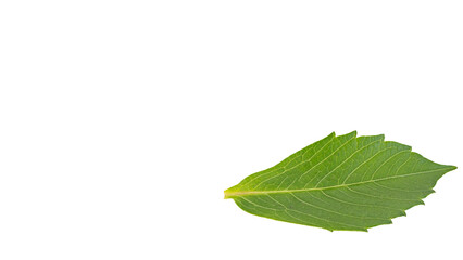 Obraz premium ダリアの葉 マクロ撮影 背景透過PNG