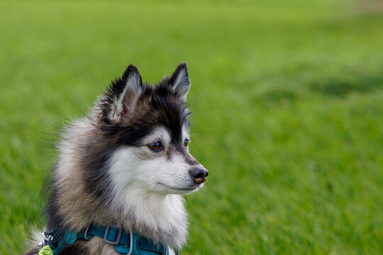 Fluffy pomsky or malamute pomsky puppy in blue harness sitting on green grass, side profile with copy space; outdoor pet portrait in natural light.