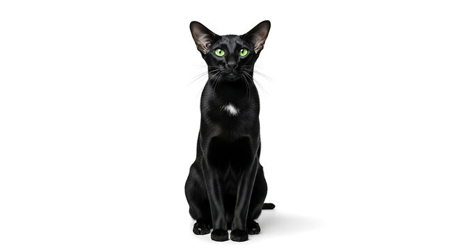 Black Oriental Shorthair Cat with Green Eyes Sitting Isolated on White Background