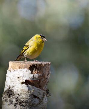 Lugano macho posado en el tronco.