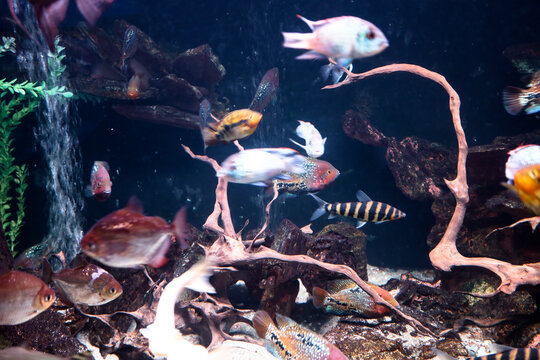 Various large tropical fish, including cichlids and striped loaches, swim actively in a spacious aquarium with natural driftwood. The dynamic movement of the inhabitants against the background of dark
