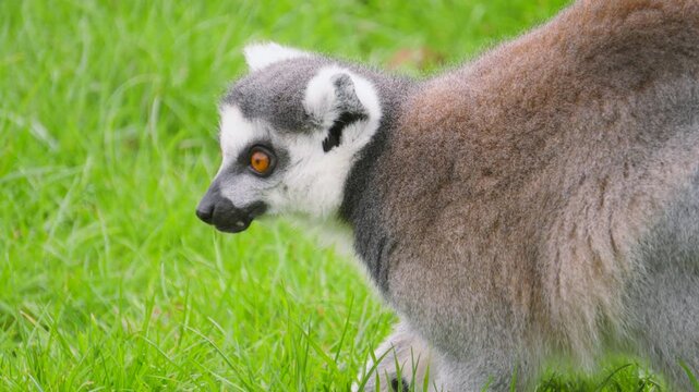 Lemur eating green grass as it looks up for any potential threat whilst grazing. Exotic primate animal found on Madagascar. Perfect for nature documentaries, animal conservation videos.