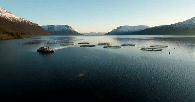 Drone view of aquaculture fish farm pens in a fjord with mountains during midnight sun in Gratangen, Norway. Aerial, copy space