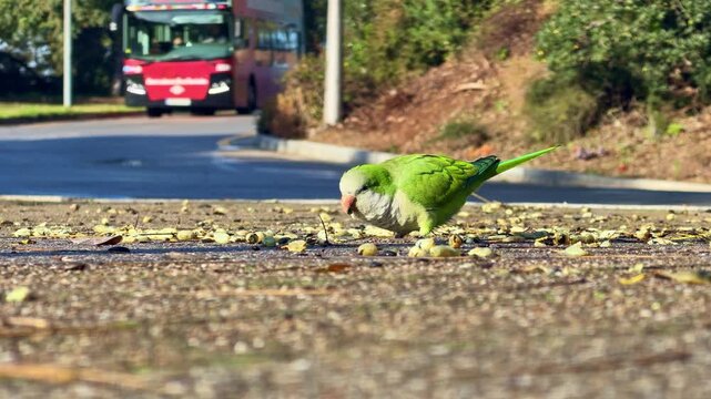 Monk Parakeet Myiopsitta monachus, introduced urban parrot species in southern Europe, foraging on street surface with traffic environment behind and long green tail extended, low angle tracking shot