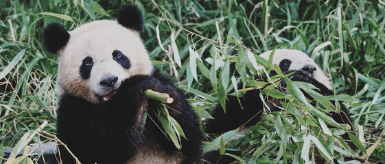 Obraz premium Wide banner image of two giant pandas eating bamboo vegetation. opy space for text, conservation campaigns, zoo websites, environmental awareness projects, and nature-themed web design.