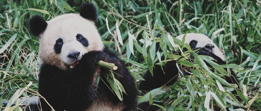 Wide banner image of two giant pandas eating bamboo vegetation. opy space for text, conservation campaigns, zoo websites, environmental awareness projects, and nature-themed web design.