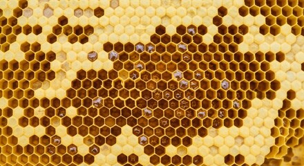 Close-up of a honeycomb filled with golden honey and bee larvae