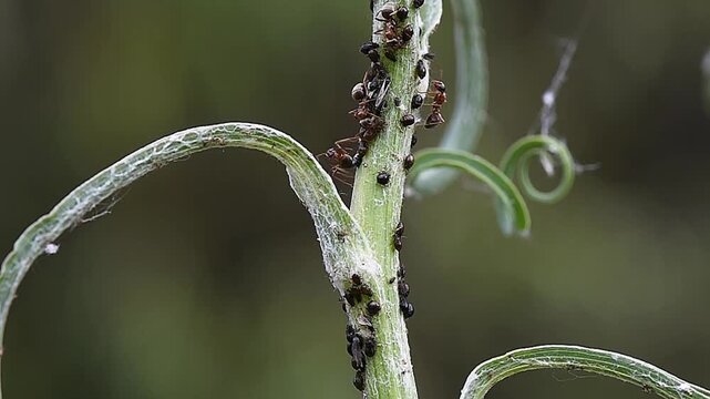 Ants and small black aphids on a plant, macro filming 