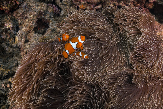 True clownfish swimming in a sea anemone on the Great Barrier Reef