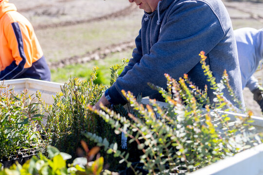 Farmer collecting native tree seedlings from the back of a ute
