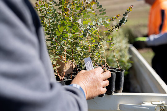 farmer looking at the label on a tray of native seedlings on the back of a ute