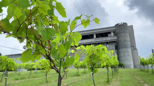 池田町のワイナリーとブドウ畑、北海道