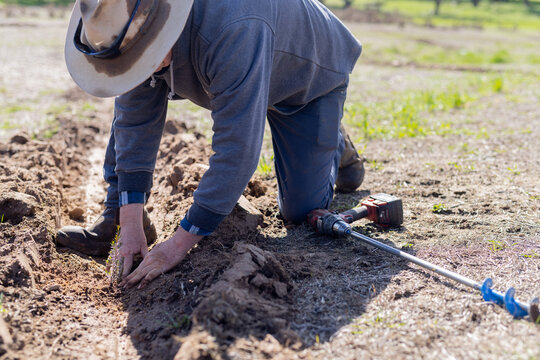 Farmer planting a young tree (eucalyptus seedling) in a furrow