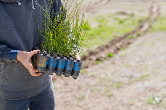 Farmer holding a seedling tray of young casuarina (tree) plants