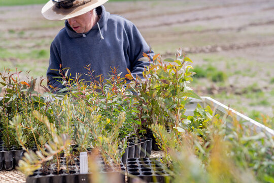 male farmer standing at the back of a ute looking at native tree seedlings