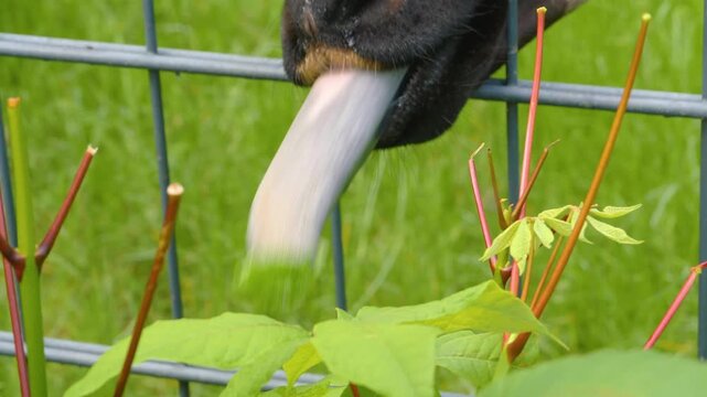 Close up of an Okapi tongue and  head standing around and eating leaves from a tree on a sunny spring day