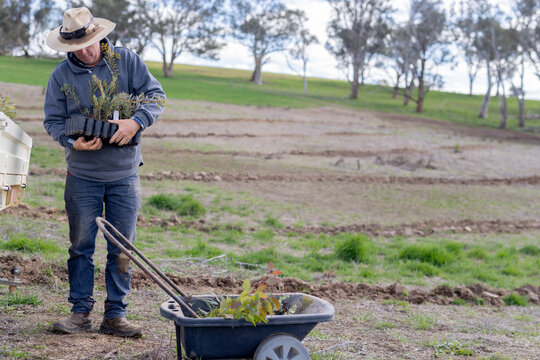 farmer putting a tray of native seedlings into a wheelbarrow