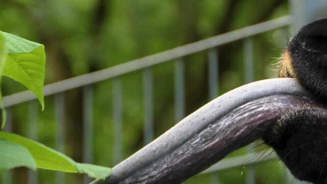 Close up of an Okapi tongue and  head standing around and eating leaves from a tree on a sunny spring day