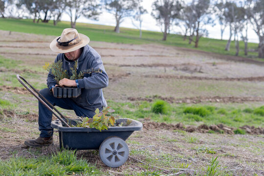 Farmer taking native plant seedlings from growing trays and putting them in a wheelbarrow
