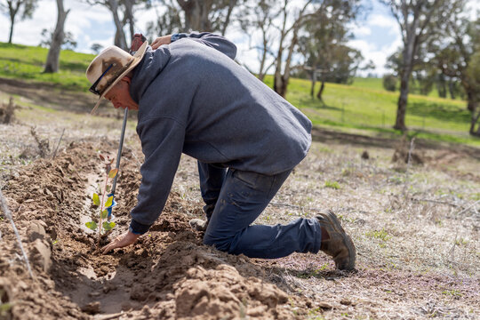 Farmer planting a young tree (eucalyptus seedling) in a furrow